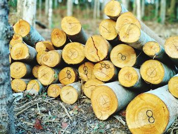 Stack of logs at forest