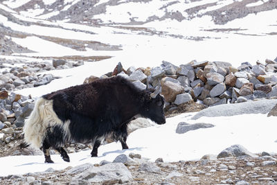 View of sheep on snow covered rock