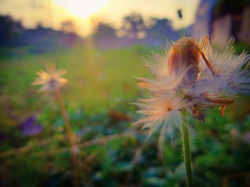 Close-up of plant against sky