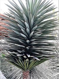 Close-up of palm leaf