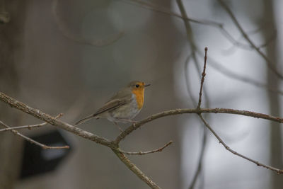 Close-up of bird perching on branch