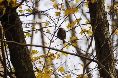 Low angle view of bird perching on tree