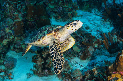 Turtle swimming in sea