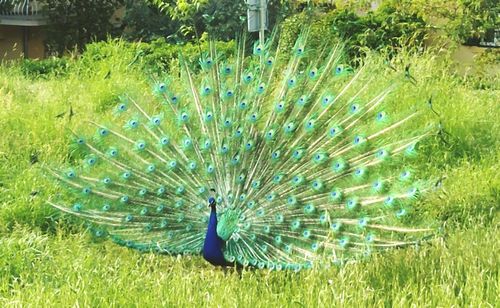 Peacock in a field