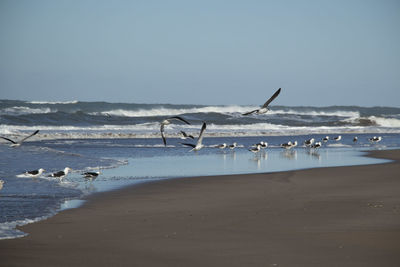 Seagulls flying over beach