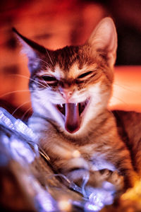 Close-up portrait of a cat