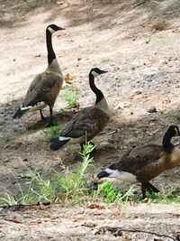 Close-up of birds