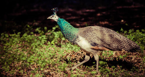 Close-up of peacock standing on grass