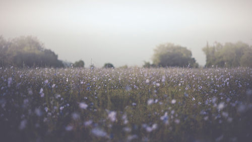 Trees growing on field