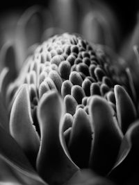 Close-up torch ginger flower