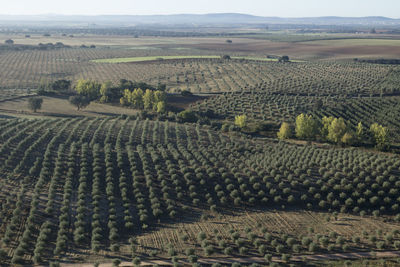 High angle view of vineyard