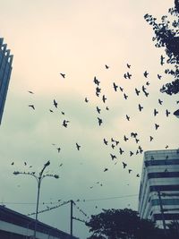 Low angle view of silhouette birds flying against sky