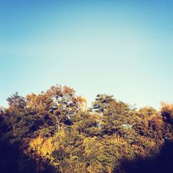 View of yellow flowers against blue sky