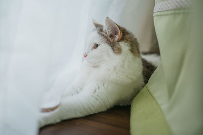 Close-up of cat on bed