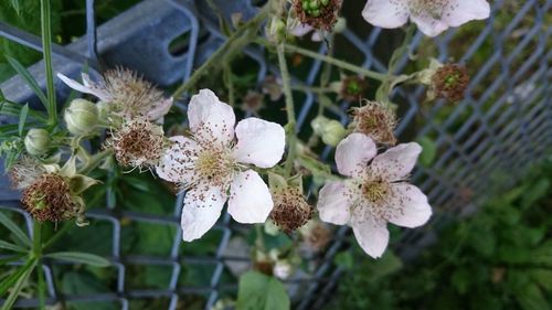 Close-up of white flowers blooming outdoors
