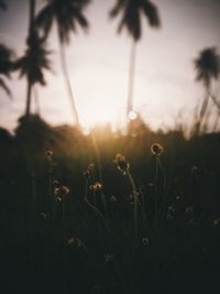 Close-up of silhouette plants on field against sky during sunset