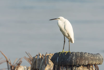 Seagull perching on wooden post