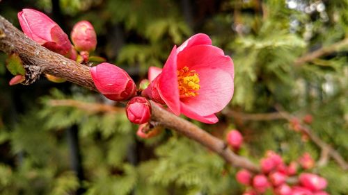 Close-up of pink flowers blooming outdoors