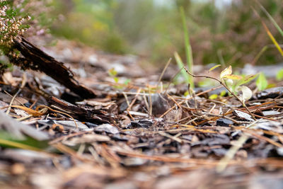 Close-up of dried plant on field