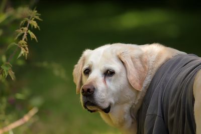 Close-up of dog looking away