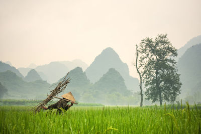 Scenic view of agricultural field against sky