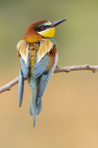 An individual european bee eater (merops apiaster) perched on a branch. vertical shot on a defocused green background.