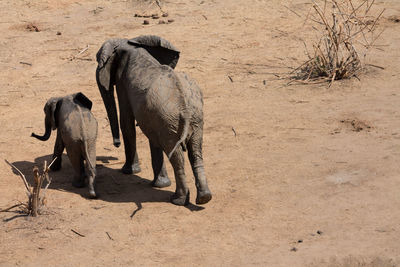 A mother elephant and her baby walk through the dry bush in hwange national park.
