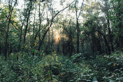 View of trees in the forest