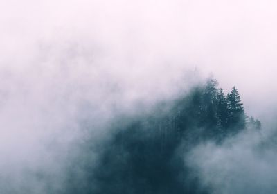 View of forest in fog