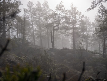 Trees in forest