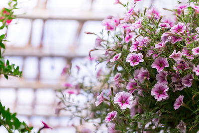 Close-up of pink flowering plant