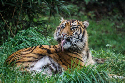 Tiger in a field