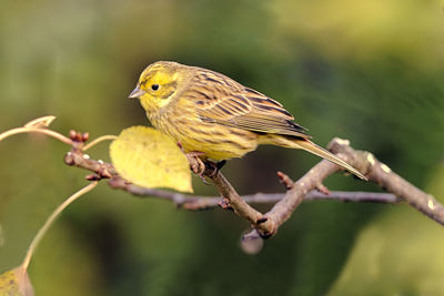 Close-up of bird perching on branch