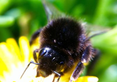 Close-up of insect on flower