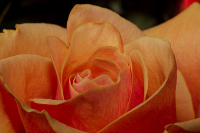 Close-up of rose