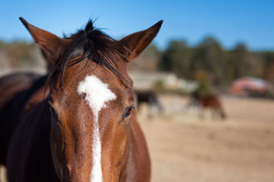 Close-up of a horse in ranch