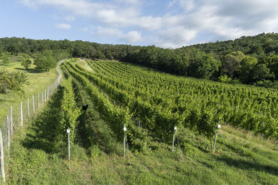 Scenic view of agricultural field against sky