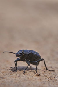 Close-up of insect