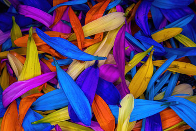 Brightly colored flower daisy pedals piled together