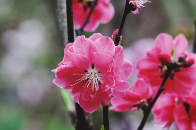 Close-up of pink cherry blossoms