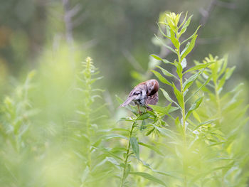 Close-up of grasshopper on a land