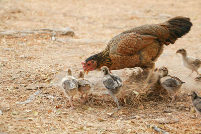 High angle view of bird on field