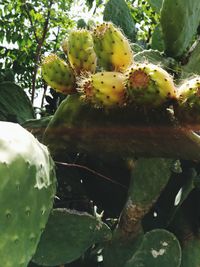 Close-up of prickly pear cactus