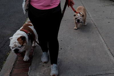 Low section of woman walking with english bulldogs on sidewalk