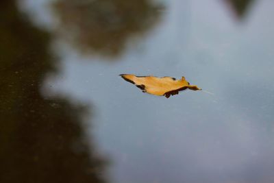 Close-up of dry maple leaf floating on water