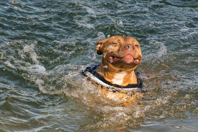 Portrait of dog in a water