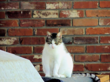 Portrait of cat in front of brick wall.