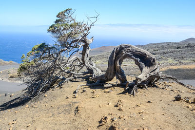 View of driftwood on beach against sky