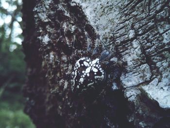 Close-up of butterfly on tree trunk