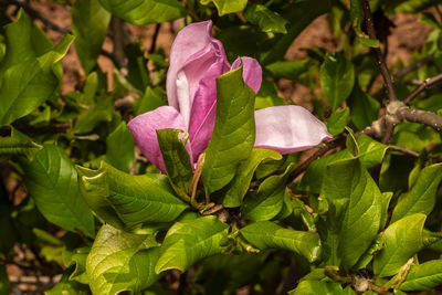 Close-up of pink flowering plant